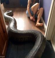 뱀 꿈해몽