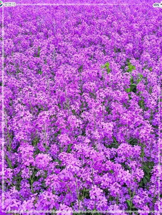 인생샷 보장! 영천 보라 유채꽃 단지 방문 가이드 (위치/주차/포토존)