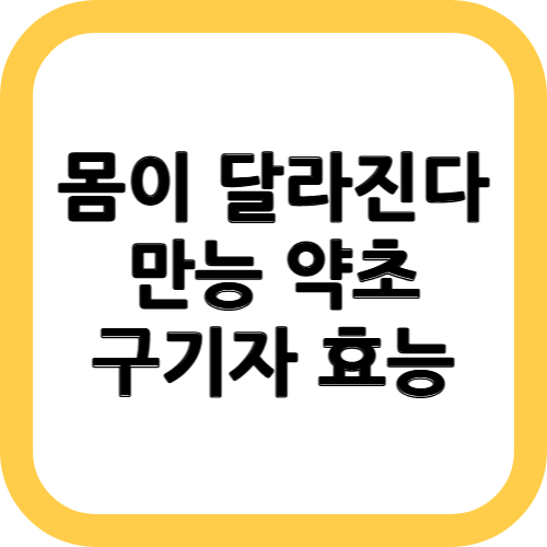 구기자 효능