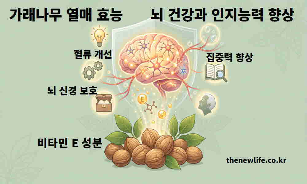 가래나무 열매 효능 뇌 건강 인지능력 향상
