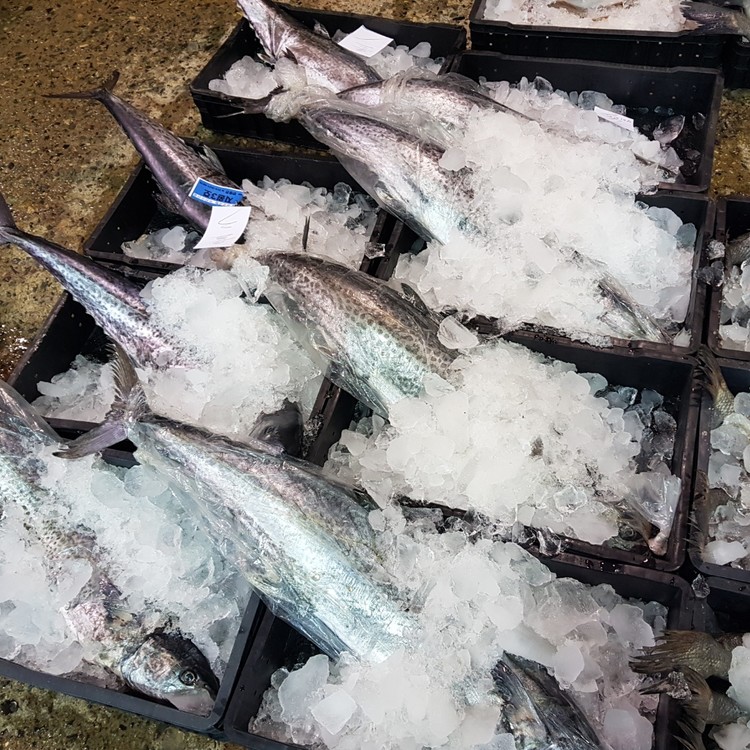아이스박스에 얼음과 들어있는 삼치들