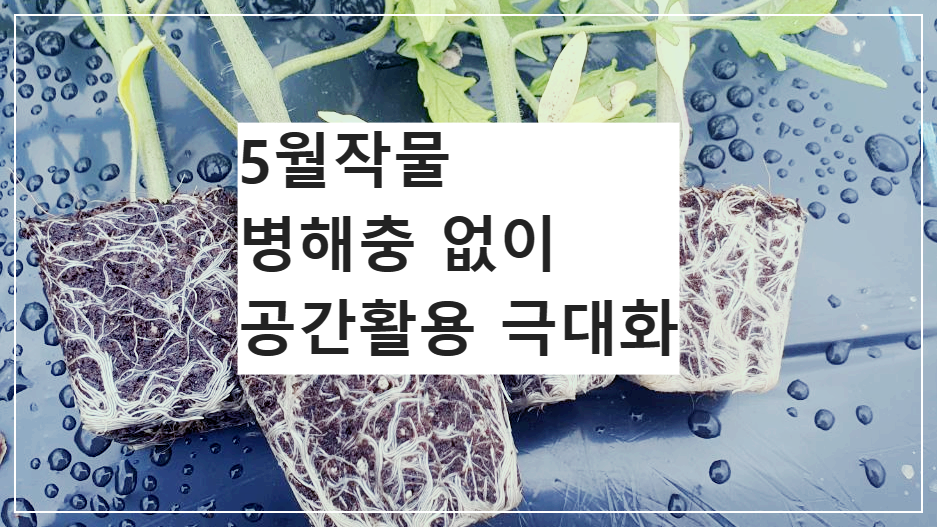 토마토 뿌리