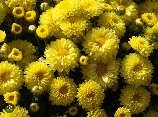 고혈압-감국-국화-사진