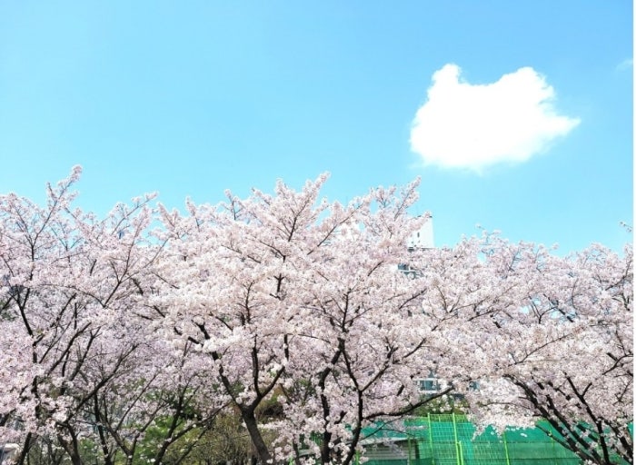 영등포 여의도 봄꽃축제