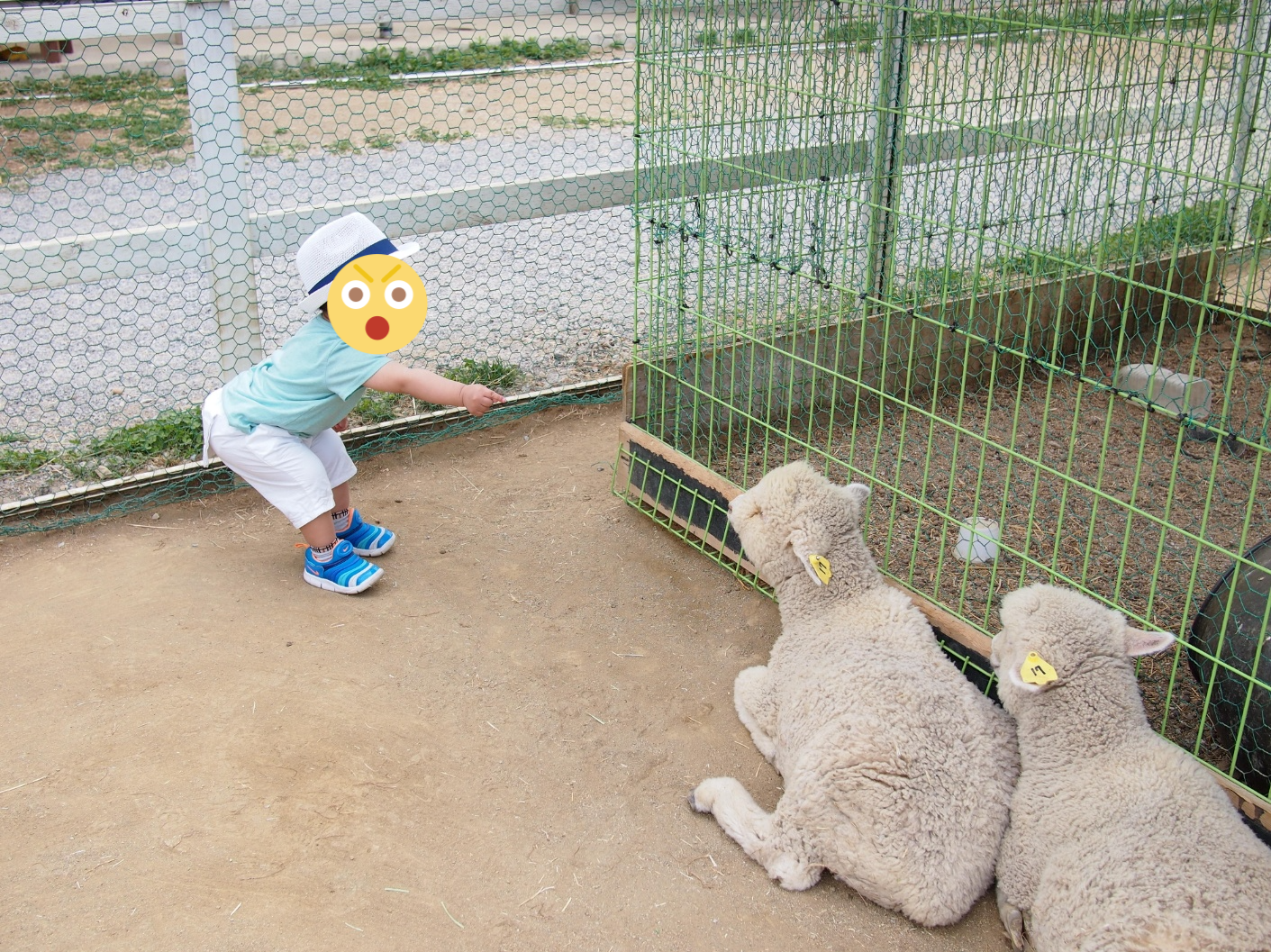 무서워서 멀리서 건초 하나 든 손만 뻗는 아들