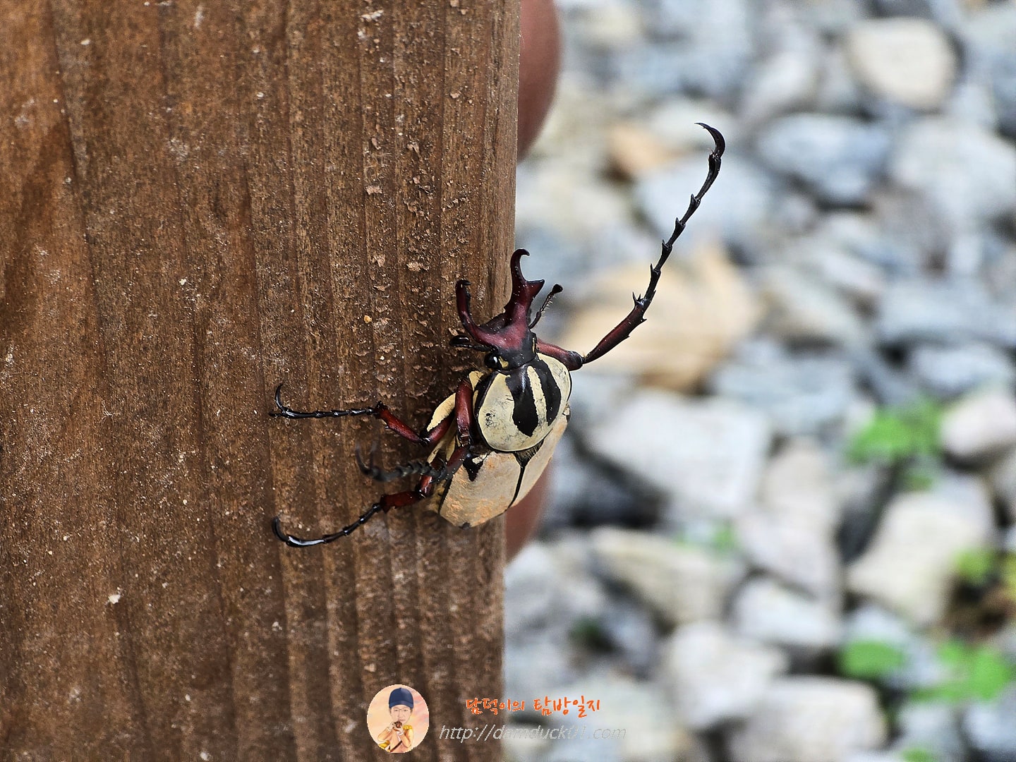 골리앗 꽃무지(?)