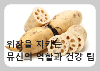 위장을 지키는 뮤신의 역할과 건강 팁
