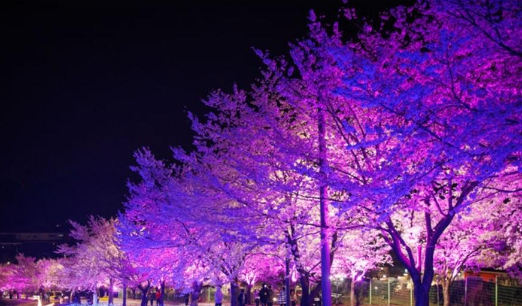 고창벚꽃축제야경