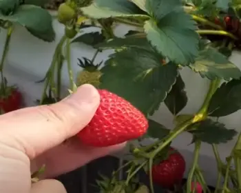 양평딸기 송어축제_18