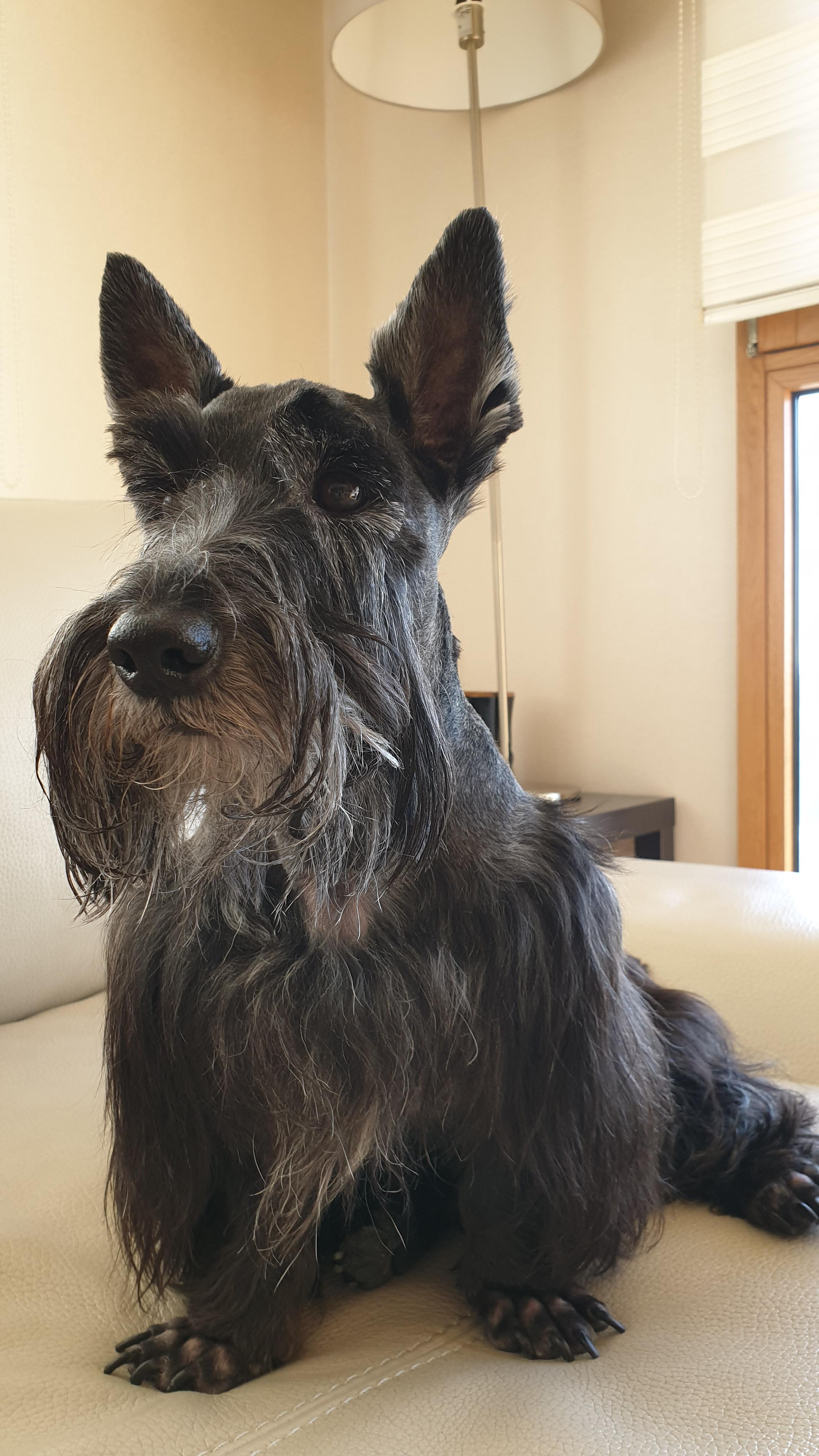 쇼파에 앉아 있는 스코티쉬테리어