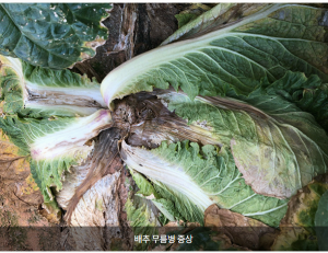배추 무름병