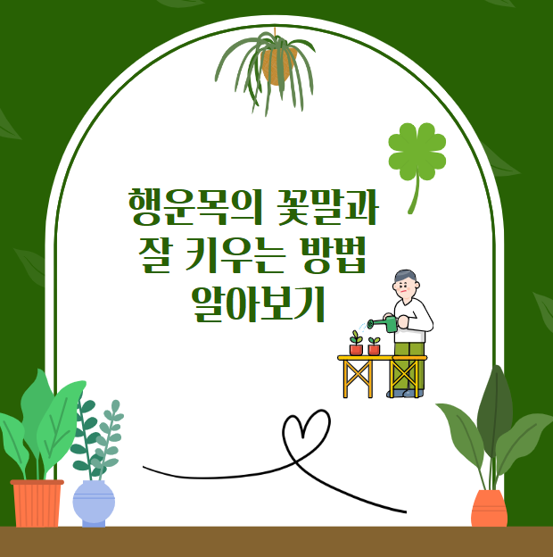 행운목 잘 키우는 방법과 꽃말 알아보기