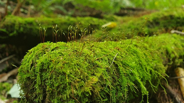 식물에게 말을 걸다 - 반려식물과 교감하는 방법