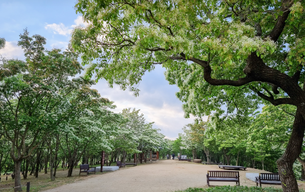 대구 교항리 이팝나무군락지