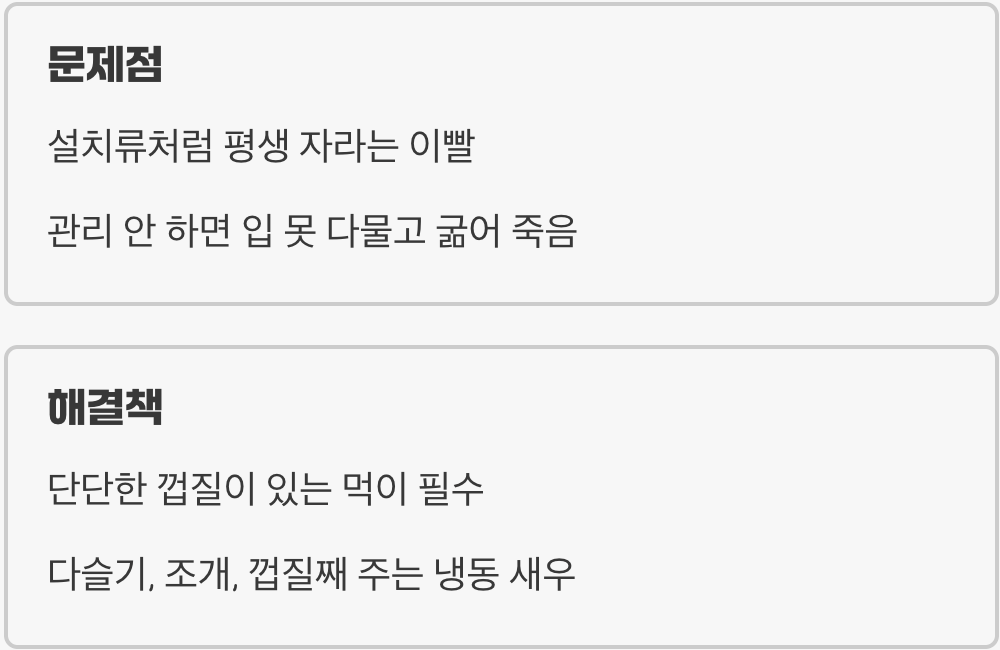 이빨 부러지는 소리&amp;#44; 딱딱한 특식이 필요해