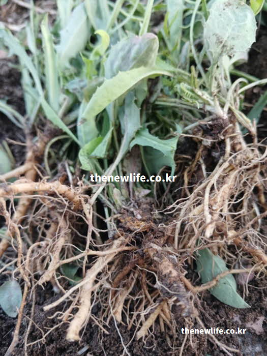 씀바귀 효능 성분 영양가치