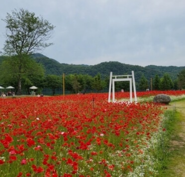 자라섬 꽃축제(꽃 페스타)