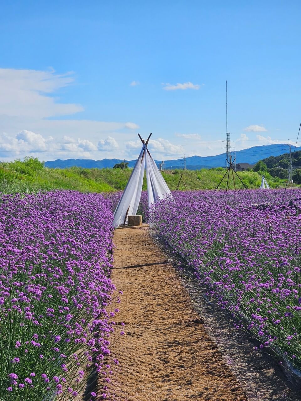 오늘N 대한민국 보물정원 강원 춘천 유기농 카페 오늘N 2503회