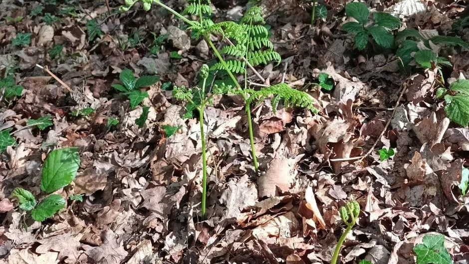 한국 전통식품의 과학