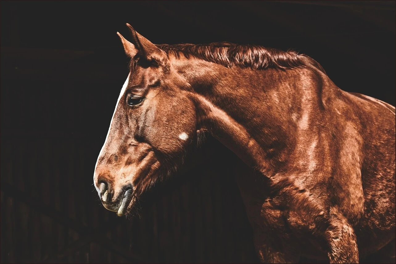 가족관계증명서 상세
