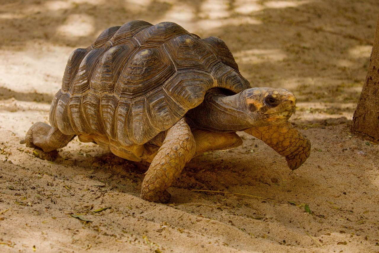 육상거북(초보자 ver)육상 거북 완벽 가이드14 - 육상 거북의 행동 패턴으로 건강 상태 체크하기