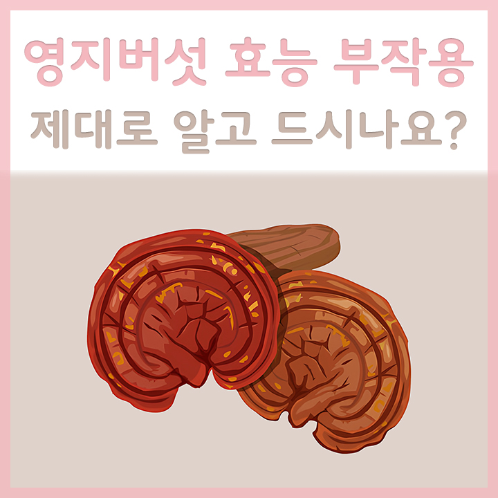 영지버섯