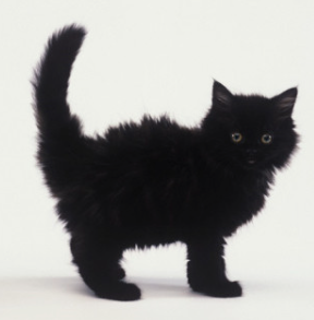 로얄캐닌 '세계 고양이의 날' 맞아 최대 33% 할인