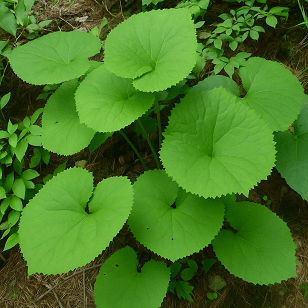 곰취