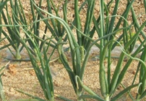 양파 먹는 꿈 양파 심는 꿈 양파 자르는 꿈