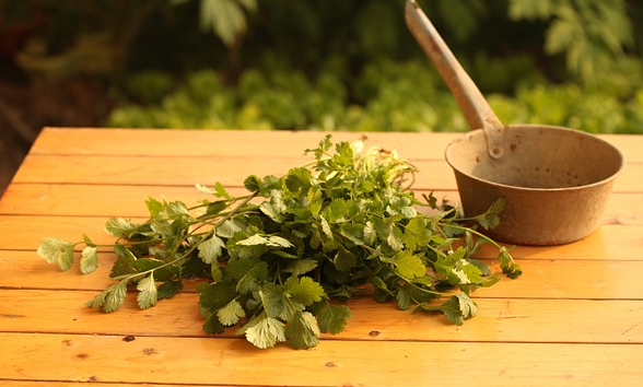 고대 스칸디나비아의 샤머니즘과 약용 식물 활용