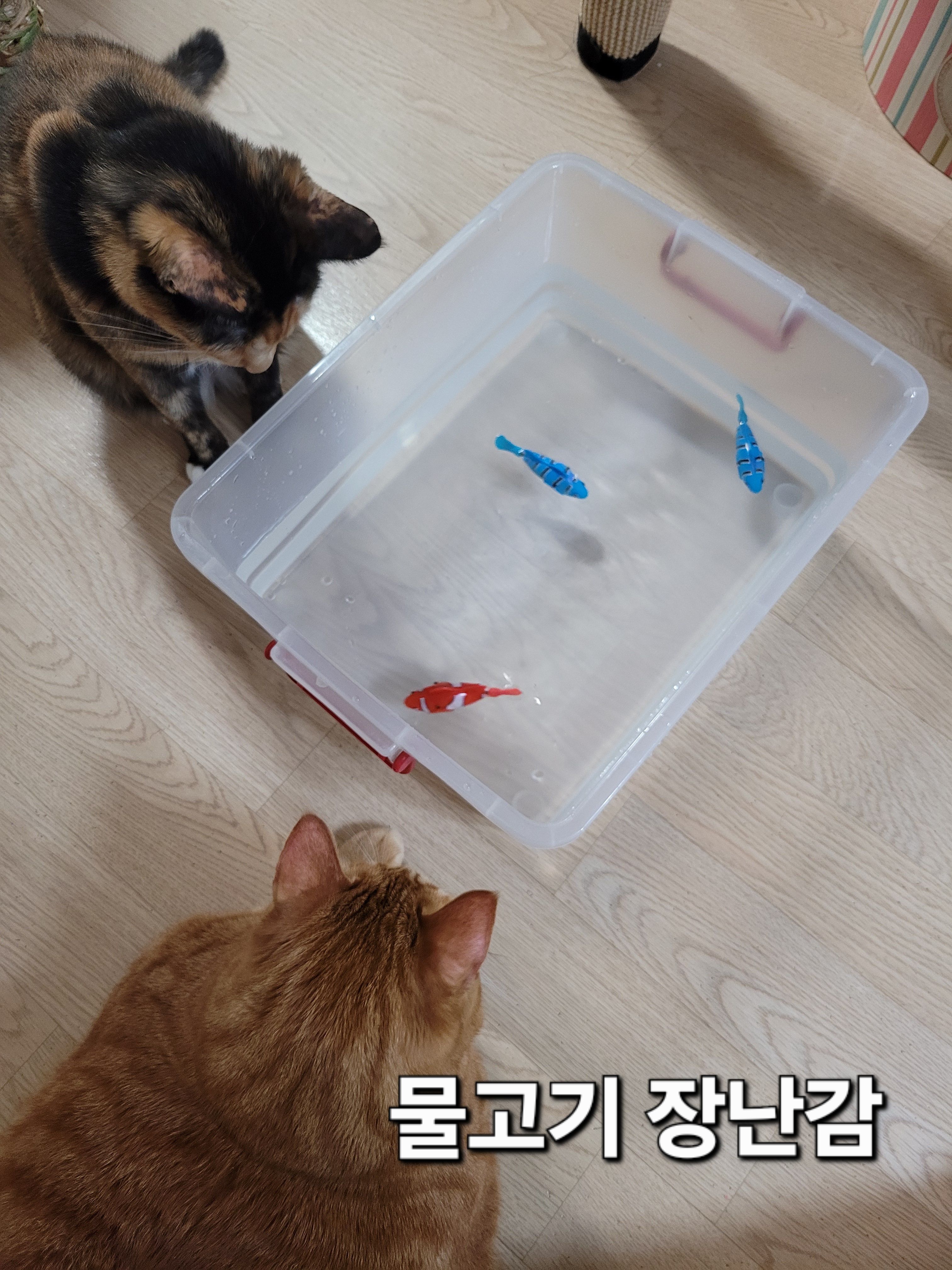고양이 장난감3