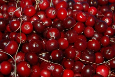 방광염-좋은음식-크랜베리