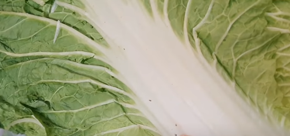 김장배추고르는법-검은반점확인