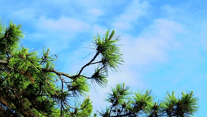 해안송-피크노제놀