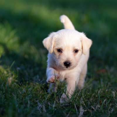 강아지 나이 계산