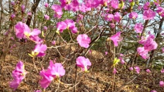 진달래-진달래꽃-효능-먹는법-독성-진달래주-두견주-담그는법