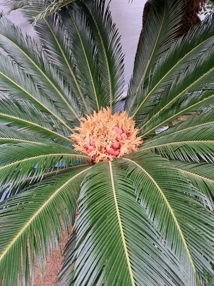 청주랜드-소철암꽃