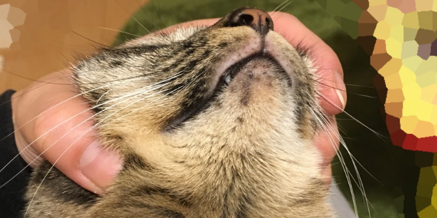 고양이