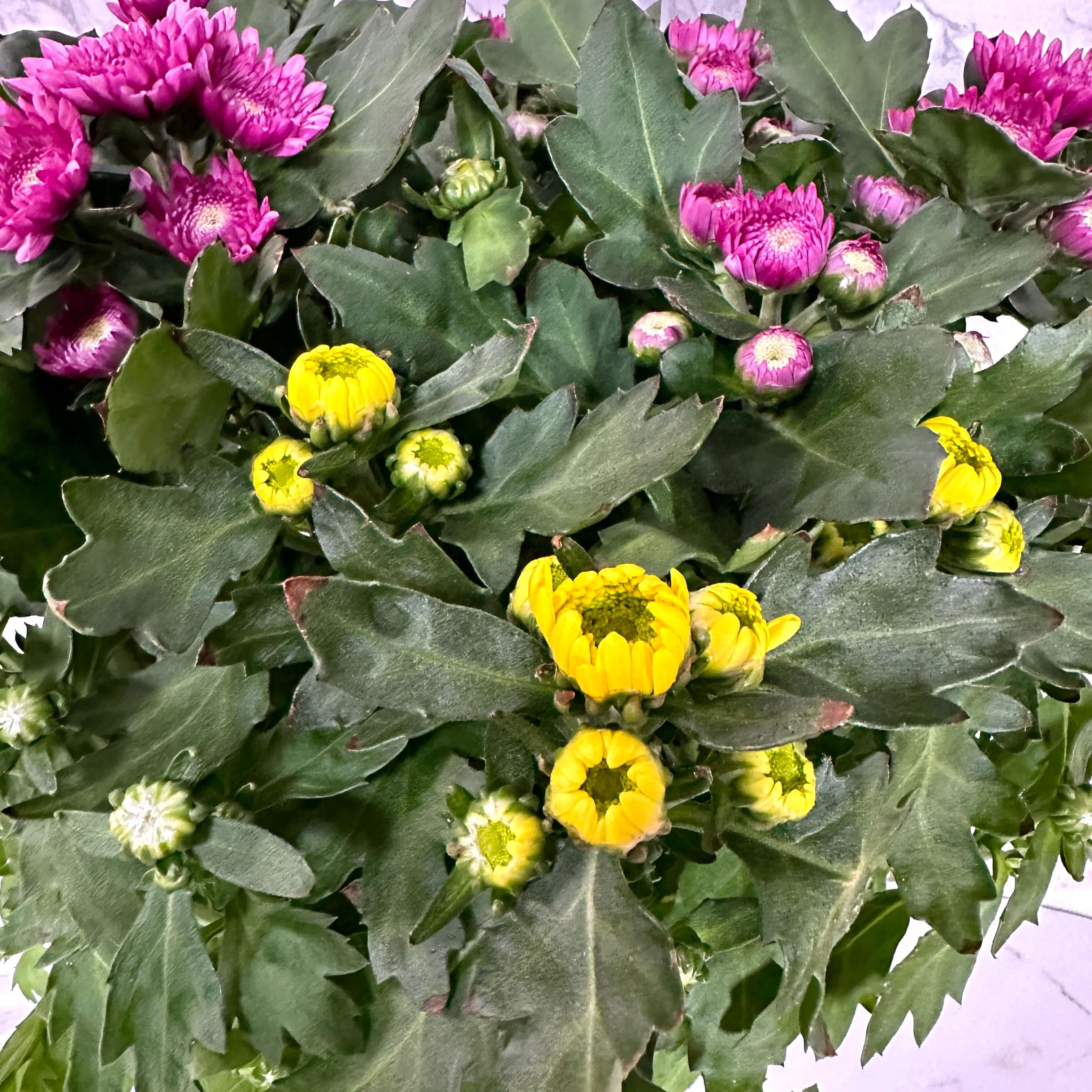 식물 판매 사이트 심폴