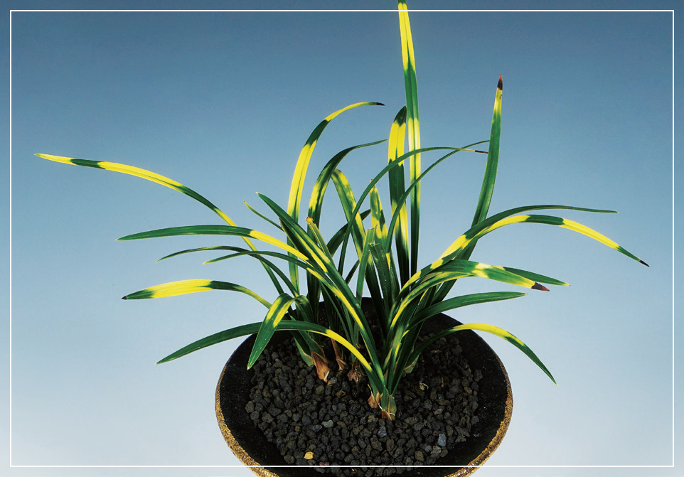 호피반 『금비단』