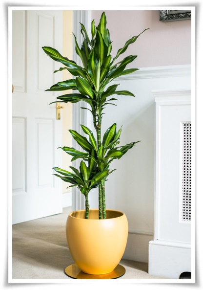 "행운목" 행운을 불러오며 실내 정원을 아름답게 가꾸는 초록의 친구!