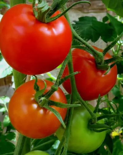대저 짭짤이 토마토, 축제 효능 부작용 보관법