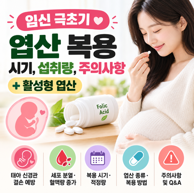 임신 극초기 엽산 복용 시기, 올바른 섭취량, 주의사항 (+활성형 엽산)