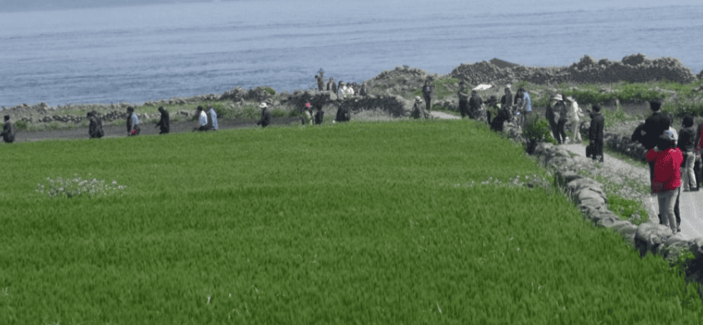 가파도청보리축제