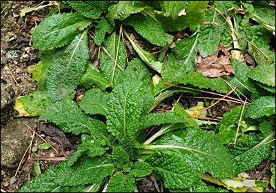 곰보배추 효능, 먹는 법 총정리