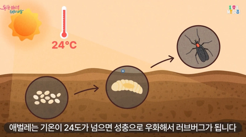 러브버그 출몰 시기