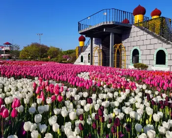 태안 튤립축제_11