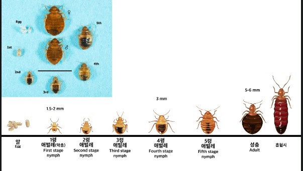 빈대의 종류와 크기
