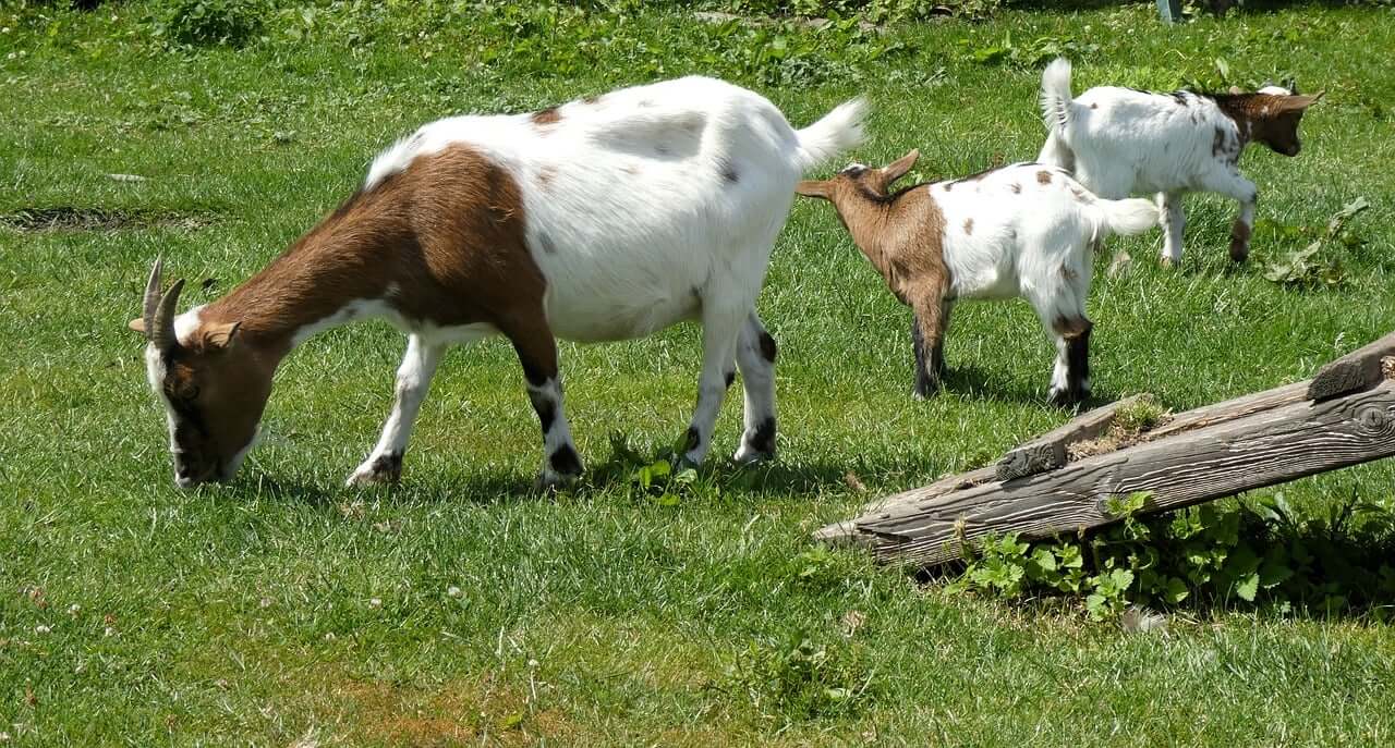 🐮2025년8월소띠운세