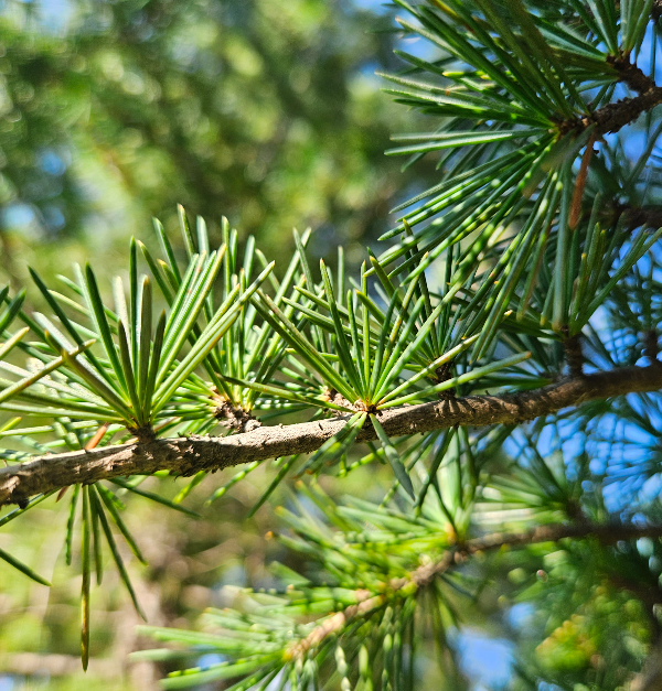 개잎갈나무 잎2